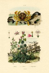 Månekrabbe, 1833-39 af French School